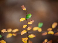 The picture shows trees changing color and preparing for winter in Linkoping, Sweden, on October 31, 2024. (