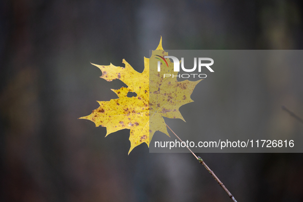 A yellow autumn maple leaf rests on a leafless tree branch in Linkoping, Sweden, on October 31, 2024. 