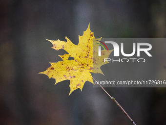 A yellow autumn maple leaf rests on a leafless tree branch in Linkoping, Sweden, on October 31, 2024. (