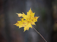 A yellow autumn maple leaf rests on a leafless tree branch in Linkoping, Sweden, on October 31, 2024. (