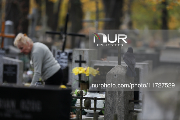 A crow is at the Rakowicki Cemetery during preparations for All Saints' Day in Krakow, Poland, on October 30, 2024. November 1 is celebrated...