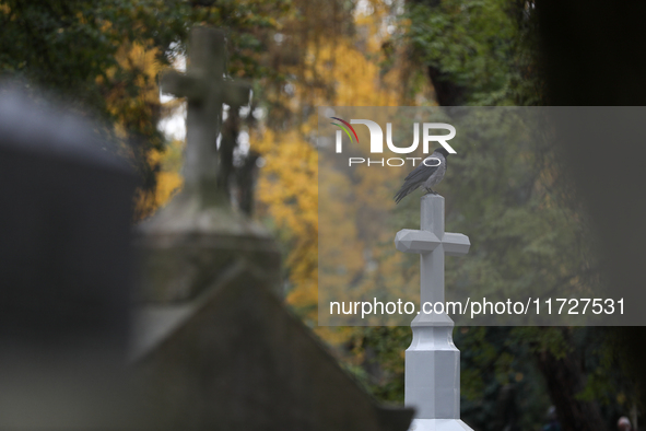 A hooded crow is at the Rakowicki Cemetery during preparations for All Saints' Day in Krakow, Poland, on October 30, 2024. November 1 is cel...