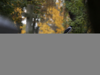 A hooded crow is at the Rakowicki Cemetery during preparations for All Saints' Day in Krakow, Poland, on October 30, 2024. November 1 is cel...