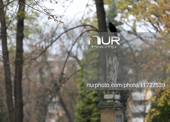 A crow is at the Rakowicki Cemetery during preparations for All Saints' Day in Krakow, Poland, on October 30, 2024. November 1 is celebrated...