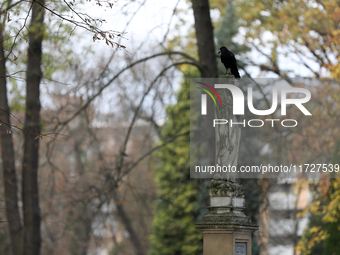 A crow is at the Rakowicki Cemetery during preparations for All Saints' Day in Krakow, Poland, on October 30, 2024. November 1 is celebrated...