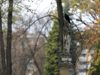 A crow is at the Rakowicki Cemetery during preparations for All Saints' Day in Krakow, Poland, on October 30, 2024. November 1 is celebrated...