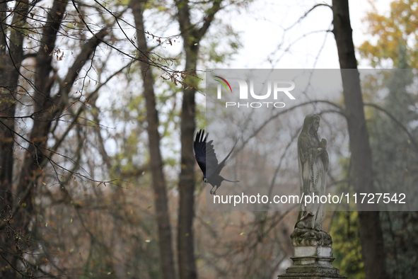 A crow is at the Rakowicki Cemetery during preparations for All Saints' Day in Krakow, Poland, on October 30, 2024. November 1 is celebrated...