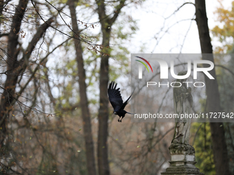 A crow is at the Rakowicki Cemetery during preparations for All Saints' Day in Krakow, Poland, on October 30, 2024. November 1 is celebrated...