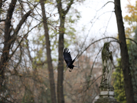 A crow is at the Rakowicki Cemetery during preparations for All Saints' Day in Krakow, Poland, on October 30, 2024. November 1 is celebrated...