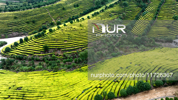 Farmers prune tea leaves at a tea plantation in Dachuan village in Yichun, China, on October 31, 2024. 