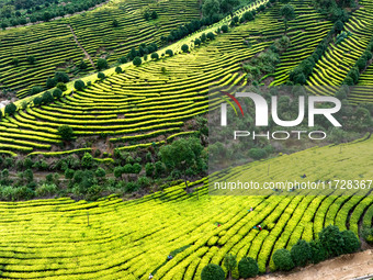 Farmers prune tea leaves at a tea plantation in Dachuan village in Yichun, China, on October 31, 2024. (