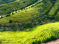 Farmers prune tea leaves at a tea plantation in Dachuan village in Yichun, China, on October 31, 2024. (