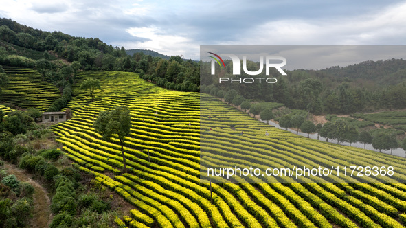 Farmers prune tea leaves at a tea plantation in Dachuan village in Yichun, China, on October 31, 2024. 