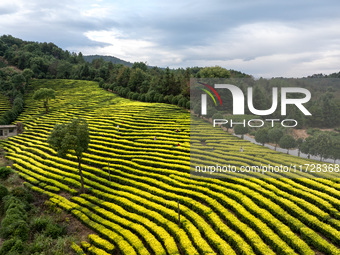 Farmers prune tea leaves at a tea plantation in Dachuan village in Yichun, China, on October 31, 2024. (