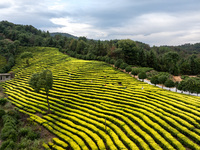 Farmers prune tea leaves at a tea plantation in Dachuan village in Yichun, China, on October 31, 2024. (