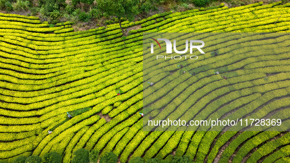 Farmers prune tea leaves at a tea plantation in Dachuan village in Yichun, China, on October 31, 2024. 