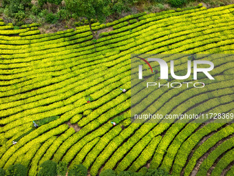 Farmers prune tea leaves at a tea plantation in Dachuan village in Yichun, China, on October 31, 2024. (