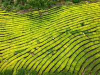 Farmers prune tea leaves at a tea plantation in Dachuan village in Yichun, China, on October 31, 2024. (