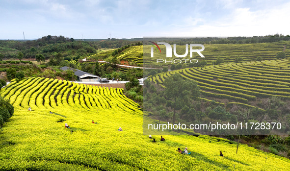 Farmers prune tea leaves at a tea plantation in Dachuan village in Yichun, China, on October 31, 2024. 