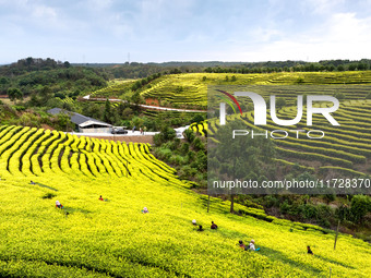 Farmers prune tea leaves at a tea plantation in Dachuan village in Yichun, China, on October 31, 2024. (