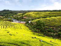 Farmers prune tea leaves at a tea plantation in Dachuan village in Yichun, China, on October 31, 2024. (