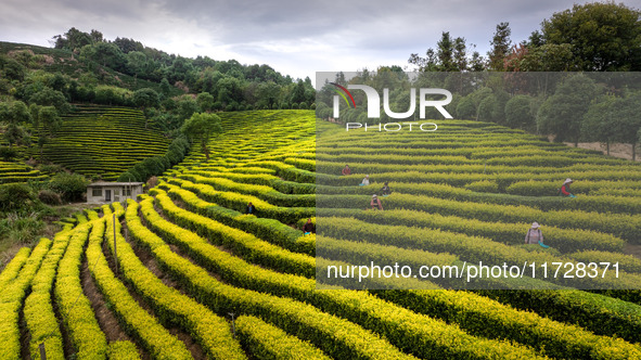 Farmers prune tea leaves at a tea plantation in Dachuan village in Yichun, China, on October 31, 2024. 