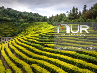 Farmers prune tea leaves at a tea plantation in Dachuan village in Yichun, China, on October 31, 2024. (