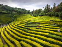 Farmers prune tea leaves at a tea plantation in Dachuan village in Yichun, China, on October 31, 2024. (