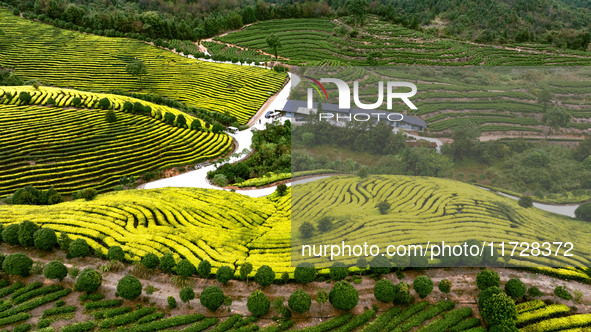 Farmers prune tea leaves at a tea plantation in Dachuan village in Yichun, China, on October 31, 2024. 