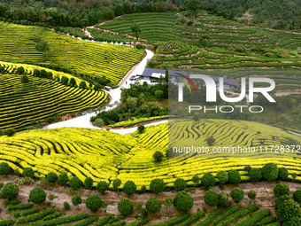 Farmers prune tea leaves at a tea plantation in Dachuan village in Yichun, China, on October 31, 2024. (