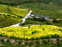 Farmers prune tea leaves at a tea plantation in Dachuan village in Yichun, China, on October 31, 2024. (