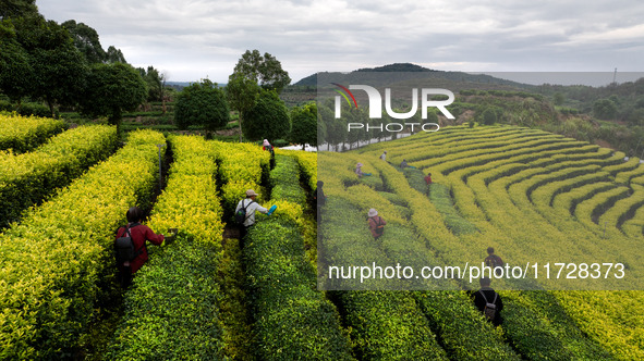 Farmers prune tea leaves at a tea plantation in Dachuan village in Yichun, China, on October 31, 2024. 