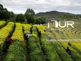 Farmers prune tea leaves at a tea plantation in Dachuan village in Yichun, China, on October 31, 2024. (