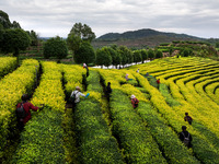 Farmers prune tea leaves at a tea plantation in Dachuan village in Yichun, China, on October 31, 2024. (