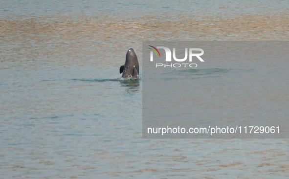 A Yangtze finless porpoise plays in the water downstream of Gezhouba No. 1 lock of the Yangtze River in Yichang, Hubei province, China, on N...