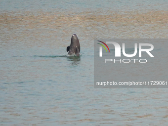 A Yangtze finless porpoise plays in the water downstream of Gezhouba No. 1 lock of the Yangtze River in Yichang, Hubei province, China, on N...