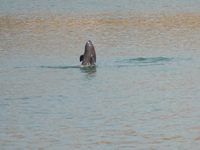 A Yangtze finless porpoise plays in the water downstream of Gezhouba No. 1 lock of the Yangtze River in Yichang, Hubei province, China, on N...