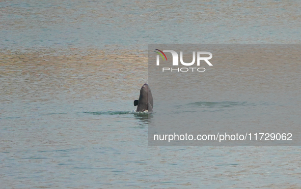 A Yangtze finless porpoise plays in the water downstream of Gezhouba No. 1 lock of the Yangtze River in Yichang, Hubei province, China, on N...