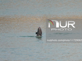 A Yangtze finless porpoise plays in the water downstream of Gezhouba No. 1 lock of the Yangtze River in Yichang, Hubei province, China, on N...