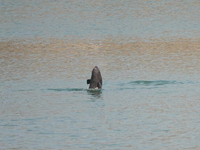 A Yangtze finless porpoise plays in the water downstream of Gezhouba No. 1 lock of the Yangtze River in Yichang, Hubei province, China, on N...