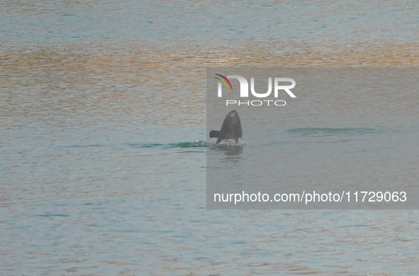 A Yangtze finless porpoise plays in the water downstream of Gezhouba No. 1 lock of the Yangtze River in Yichang, Hubei province, China, on N...