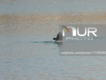 A Yangtze finless porpoise plays in the water downstream of Gezhouba No. 1 lock of the Yangtze River in Yichang, Hubei province, China, on N...