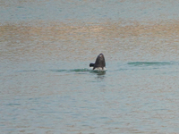 A Yangtze finless porpoise plays in the water downstream of Gezhouba No. 1 lock of the Yangtze River in Yichang, Hubei province, China, on N...