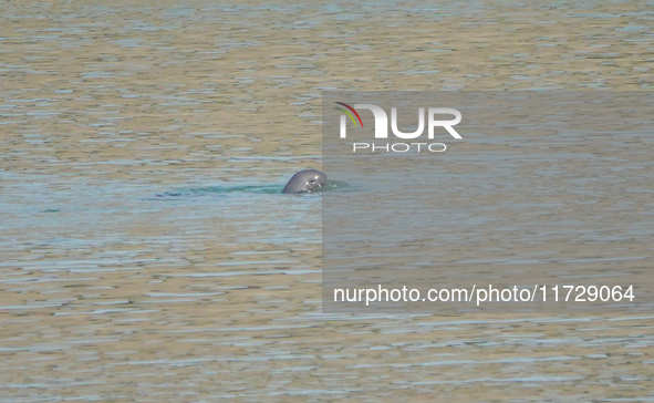 A Yangtze finless porpoise plays in the water downstream of Gezhouba No. 1 lock of the Yangtze River in Yichang, Hubei province, China, on N...