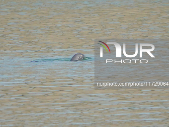 A Yangtze finless porpoise plays in the water downstream of Gezhouba No. 1 lock of the Yangtze River in Yichang, Hubei province, China, on N...