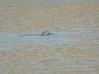 A Yangtze finless porpoise plays in the water downstream of Gezhouba No. 1 lock of the Yangtze River in Yichang, Hubei province, China, on N...