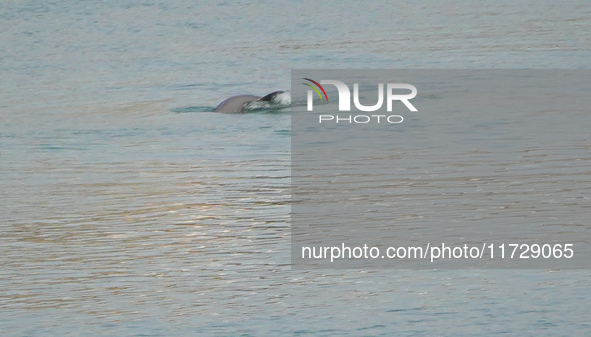 A Yangtze finless porpoise plays in the water downstream of Gezhouba No. 1 lock of the Yangtze River in Yichang, Hubei province, China, on N...