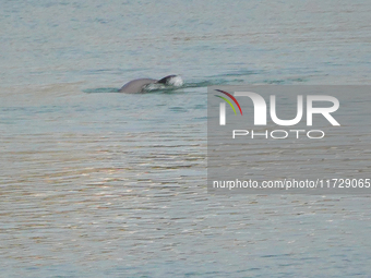 A Yangtze finless porpoise plays in the water downstream of Gezhouba No. 1 lock of the Yangtze River in Yichang, Hubei province, China, on N...