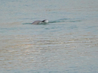 A Yangtze finless porpoise plays in the water downstream of Gezhouba No. 1 lock of the Yangtze River in Yichang, Hubei province, China, on N...