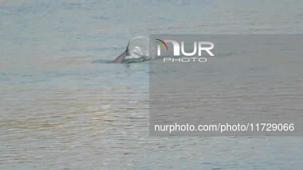 A Yangtze finless porpoise plays in the water downstream of Gezhouba No. 1 lock of the Yangtze River in Yichang, Hubei province, China, on N...